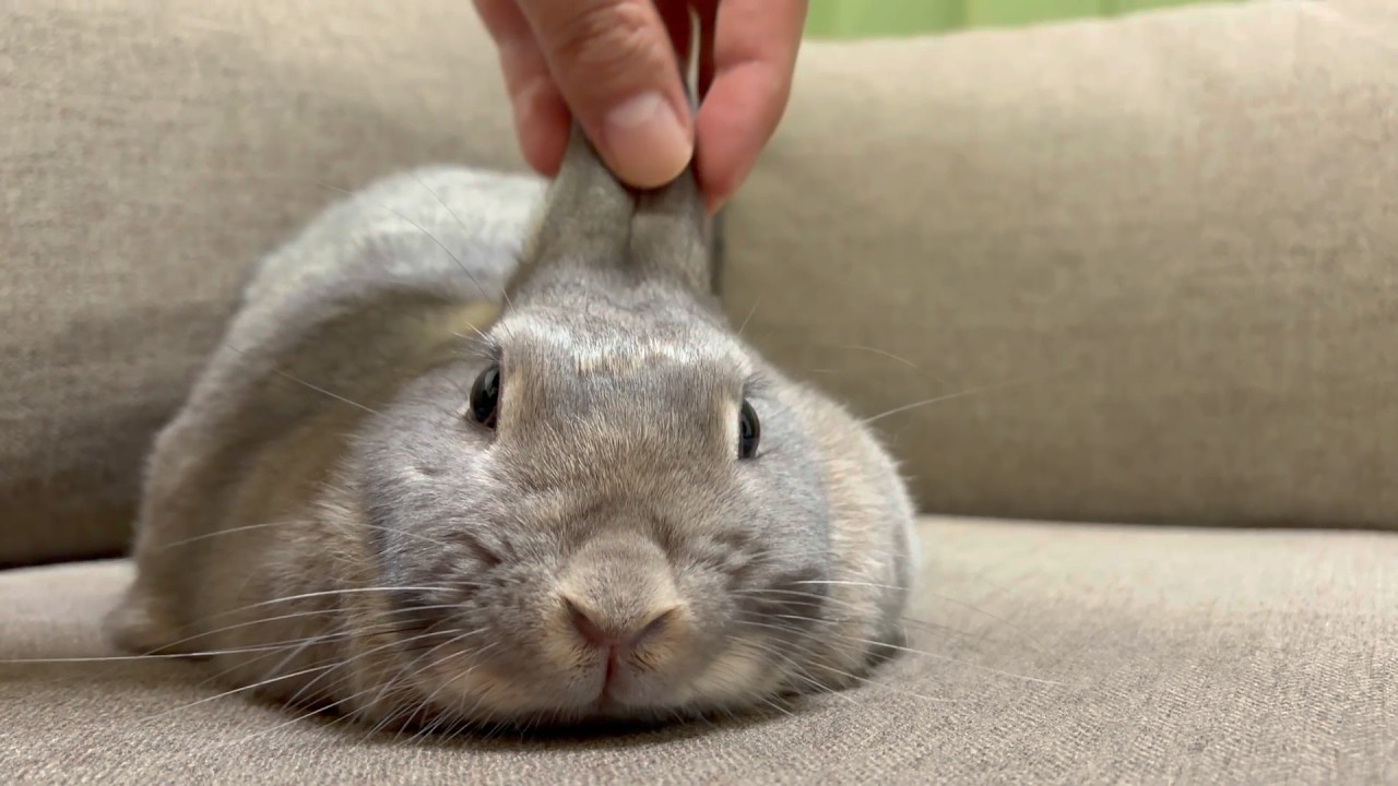 多少のいたずらは気にしないうさぎ🐰（No Music / No Captions / No