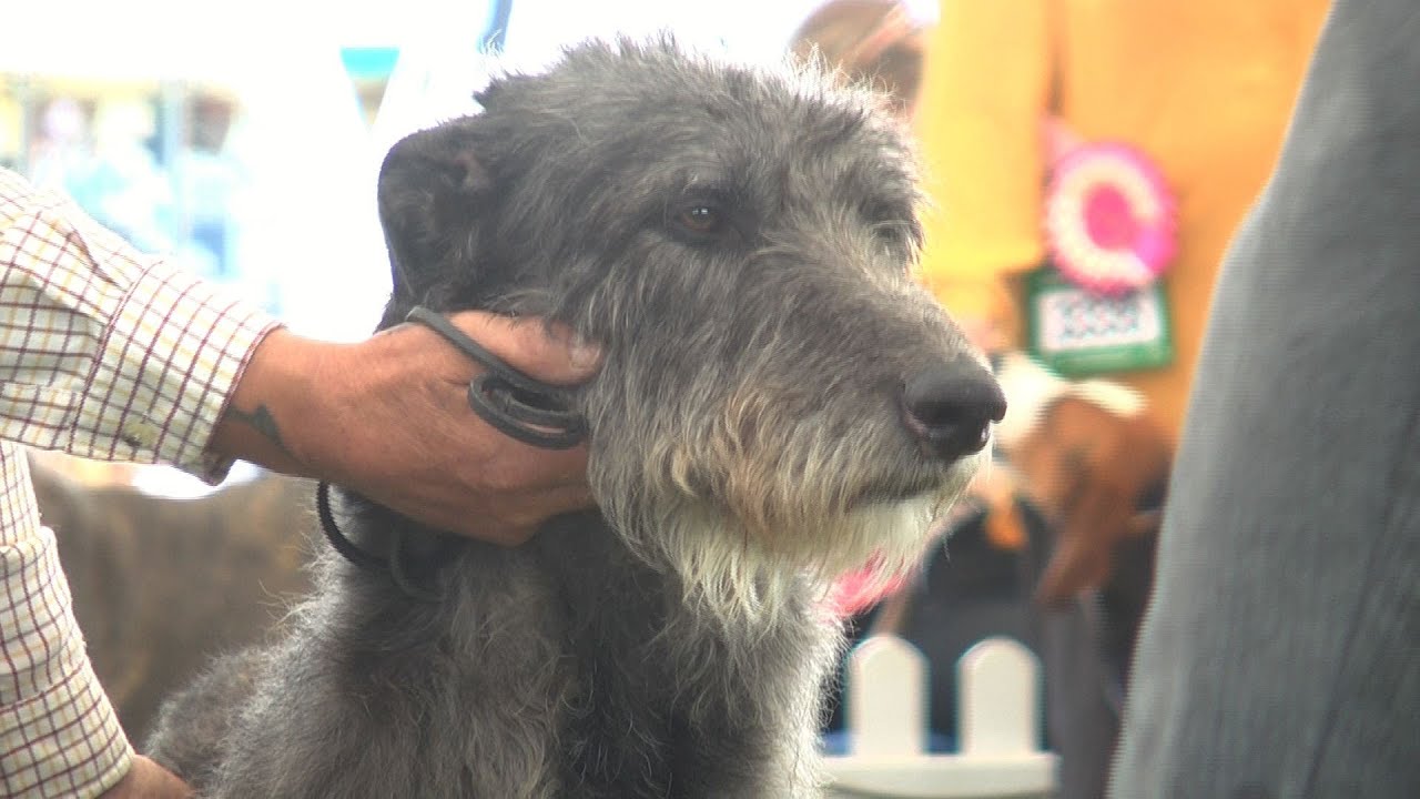 Blackpool Championship Dog Show 2015 Hound group YouTube