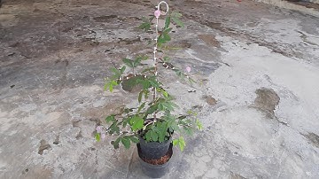 làm lại cây hoa trinh nữ dáng trực