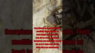 Scorpions can hold their breath for up to 6 days