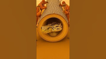 Rescue Python Trapped Inside a Giant Tree Log! #humanity #python #animals #wildlife #rescue #snake