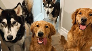 Why I Took My Ex-Boyfriend's Dog... by Joey Graceffa Vlogs 134,473 views 10 months ago 8 minutes, 21 seconds