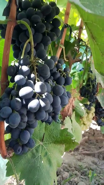 Домашний виноград 🍇🍷#виноградники #виноделие #виноград #казахстан # ...