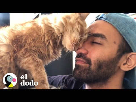 Gato y su papá tienen las conversaciones más tiernas I Almas Gemelas | El Dodo hqdefault