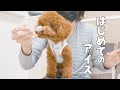 犬と一緒にアイスを食べたら幸せすぎた【トイプードル】