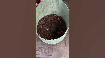 Adding Worms to The New CFT Worm Farm 🪱 #worms #wormszone #wormfarm #vermicompost #wormcomposting