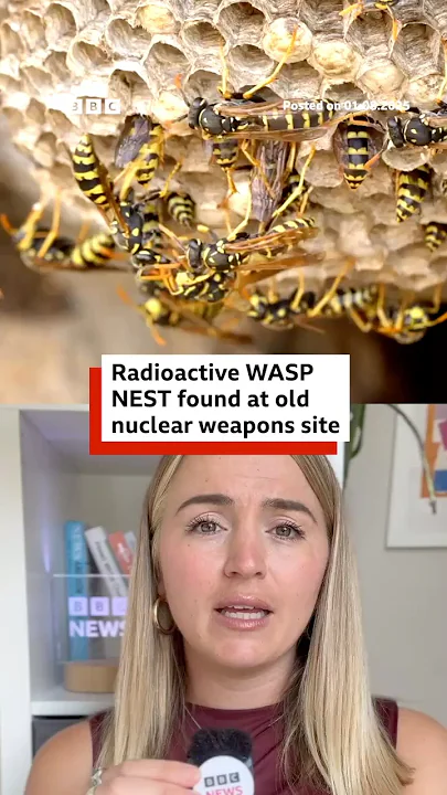 Radioactive wasps nest found at old US nuclear weapons site. #Wasps #Nuclear #BBCNews