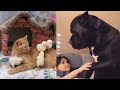 Cats dogs funnys compilation  one minute pets
