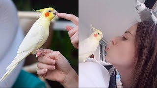 🦜Cute Cockatiel - Funny Parrots Videos Compilation (2021) #011 - CLONDHO TV