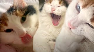 Funny Cat Videos | Cute Cat Videos 😍🥰 so cute cat 😸❤️ #62