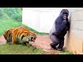 55 Times Animals Messed With The Wrong Opponent !