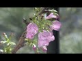 じっくり愛でる「桜の盆栽」や　全国の「満開」楽しむ無料動画が大人気