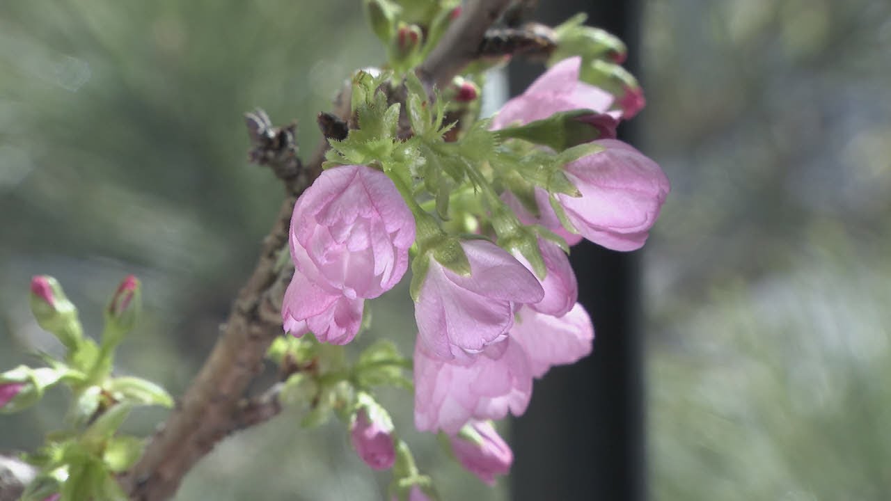 じっくり愛でる「桜の盆栽」や 全国の「満開」楽しむ無料動画が大人気