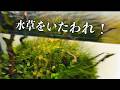 【怒られました】水草と生体は等しく愛を持って接するべき？