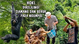 HOKI DIKELILINGI SIAMANG DAN BERUK PADA NGUMPUL