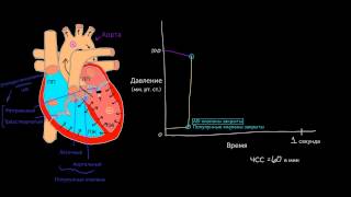 Давление в левых отделах сердца. Часть 1