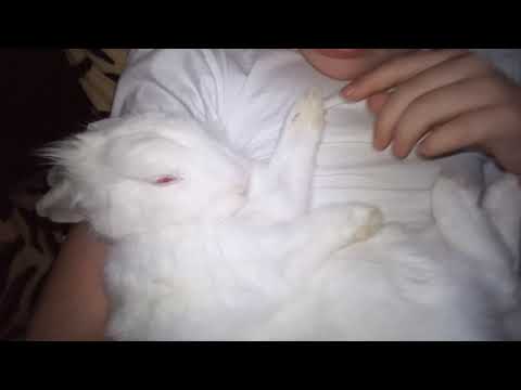 Видео: Стоматологични грижи за заек 101