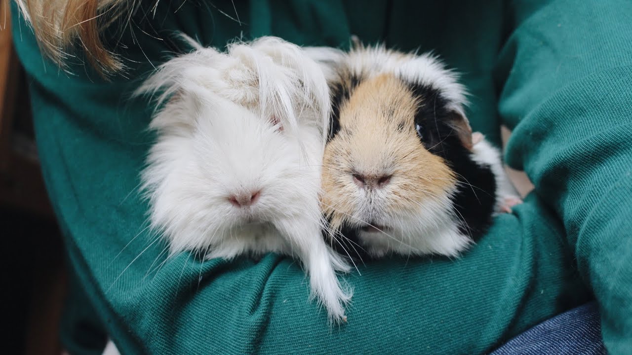 guinea pig 101 care
