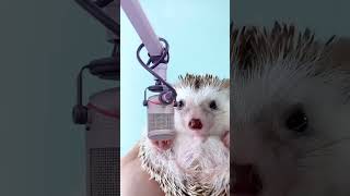 Un Video De Erizos Que No Esperabas