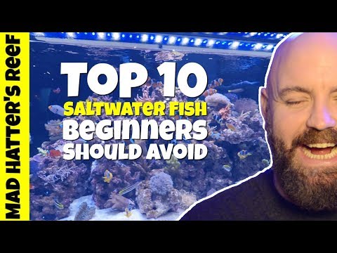 Video: 10 Great Saltwater Fish for the Home Aquarium