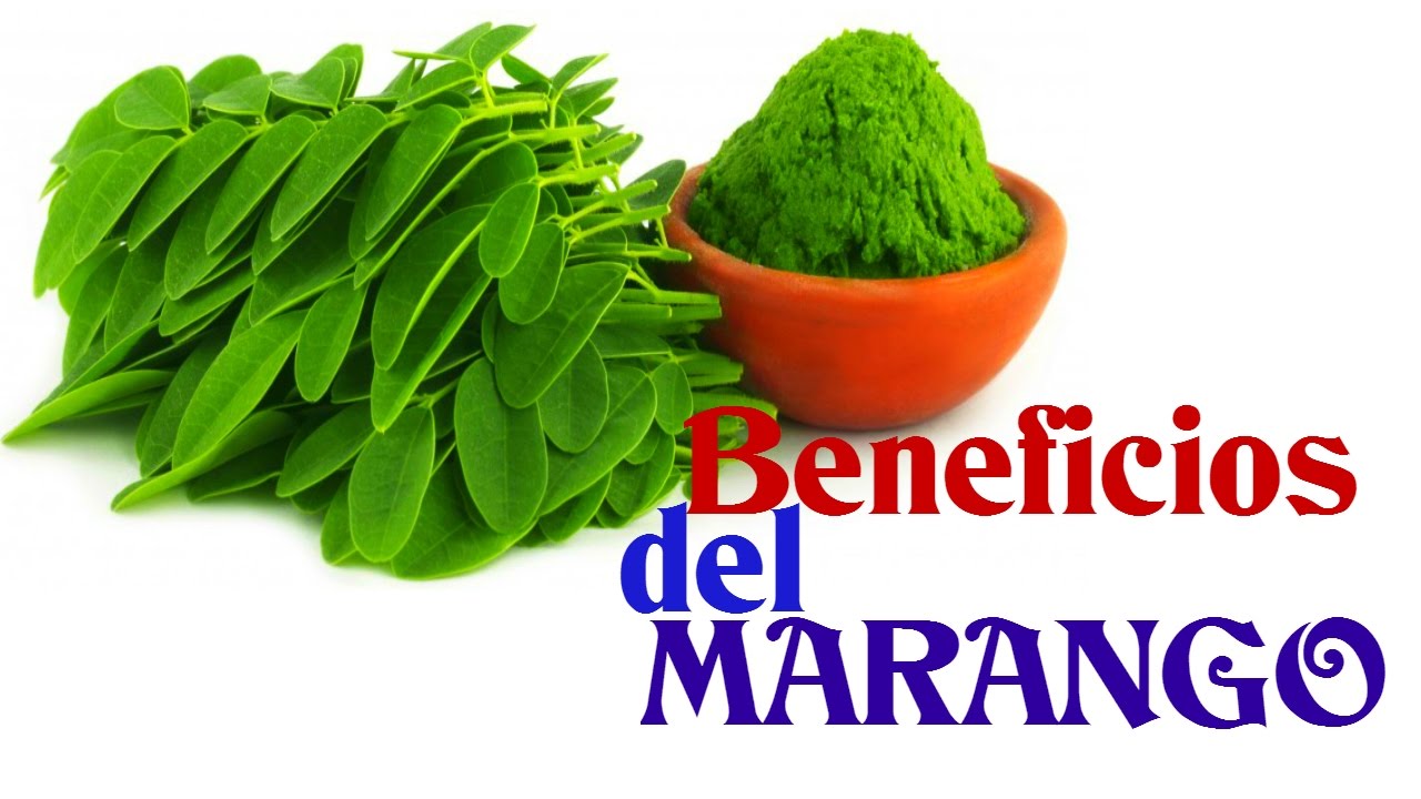 UniversidadesPublicas Los Beneficios del Marango o Moringa | Agrosalud