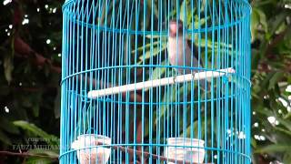 Suara burung love bird batman yg masih 3bln.. Lagi belajar ngekek.... Kek.. Kekk.. Kekk..