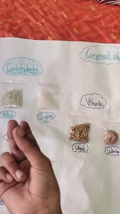 components-of-food-chart-part-1-barbie-lifestyle-youtube