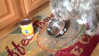 Hungry dog ! Funny dog video ! Dog speaks talks by rockyonwheels Firestone 143 views 11 years ago 33 seconds