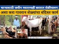 गावरान शेळ्यांचा बंदिस्त फार्म | Gavran bandist sheli palan | Goat farming in maharashtra