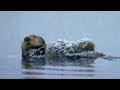 Otter Loses Cub in Freezing Waters | Spy In The Snow | BBC Earth