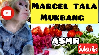 Marcel And Kebab Cute Monkey Funny Animal