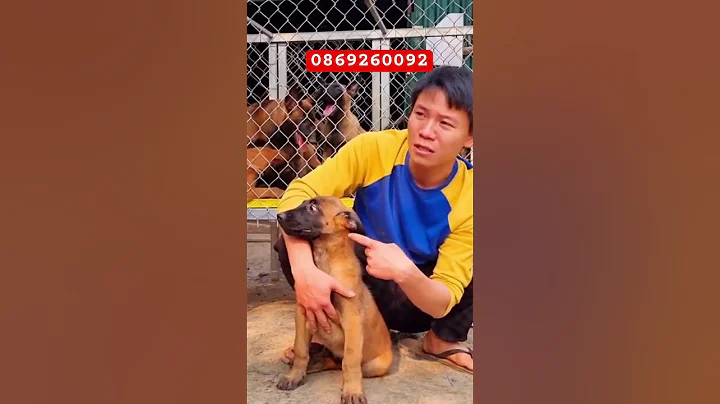 Chó becgie bỉ giá bao nhiêu 6 triệu là có chó đẹp #malinois #becgiebi #traichomalinois #traicho