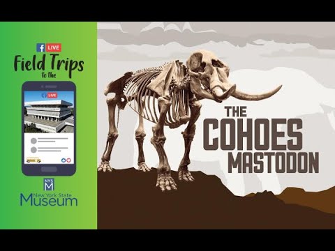 Field Trip to the NYSM: A Closer Look at the Cohoes Mastodon