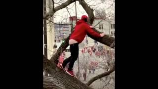 Chiefs fan falls out of tree celebrating at Super Bowl parade
