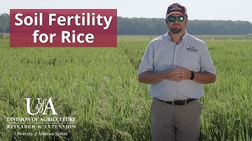 Rice Field Day Online - Optimizing Soil Fertility
