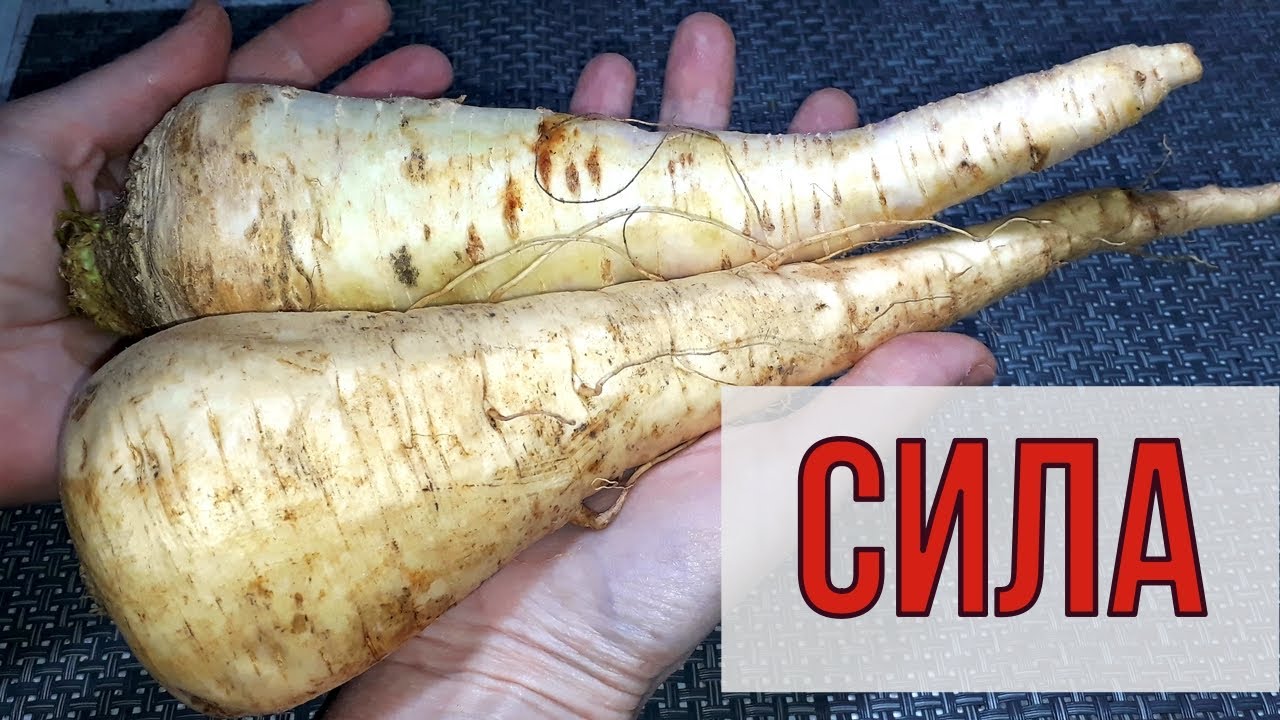 ПРЕКРАТИТЬ болеть. Сохранить ЗРЕНИЕ и ИММУНИТЕТ.