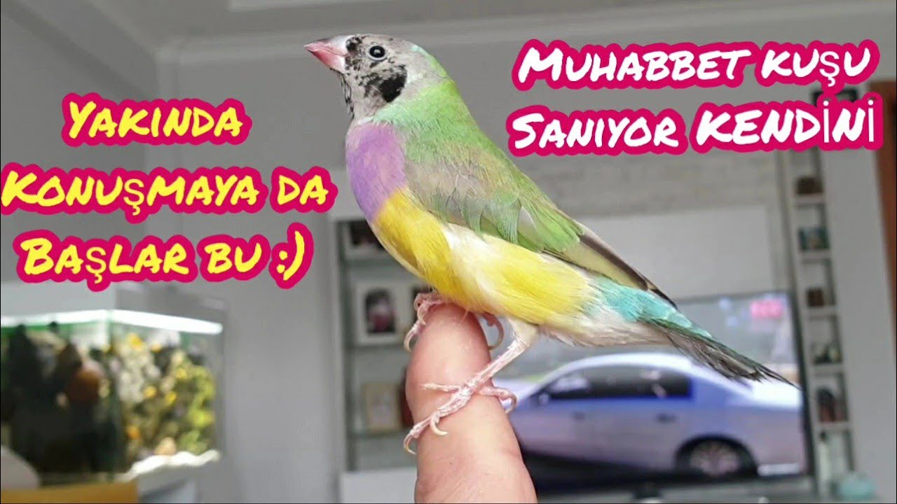 Ele Alışkın Gökkuşağı İspinozu | Familiar Gouldian Finch