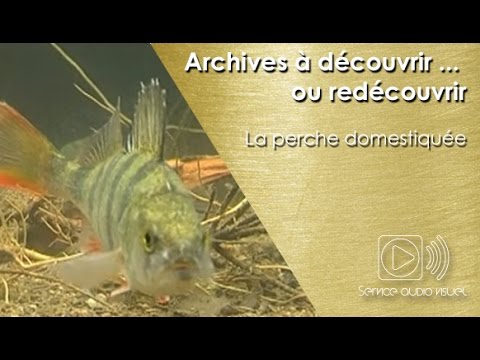 Vidéo: Perche de verre - poisson d'aquarium