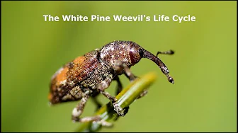 The White Pine Weevil's Life Cycle