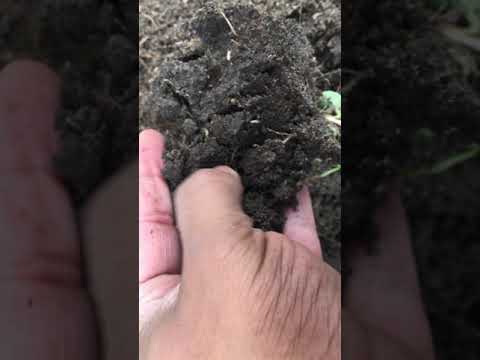 Video: Termitlar tuproq qoziqlarini hosil qiladimi?