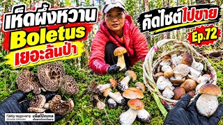 Ep.72 โคตรเยอะ‼️🍄‍🟫🇸🇪🌲เห็ดผึ้งหวานล้อมเราไว้หมดแล้ว เห็ดปีกนกสวยจนอดใจไม่อยู่ เยอะล้นป่าจริงๆ screenshot 4