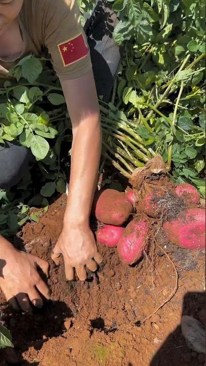 Harvesting potatoes from farmers with rural life #harvesting #satisfying