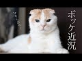 最近のポッケ