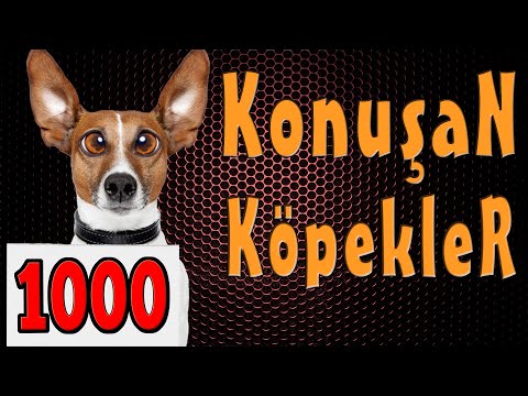 Komik Köpek Videoları - Konuşan Köpekler 1000