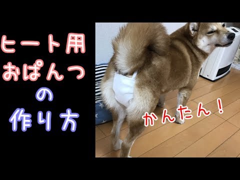 簡単 犬のヒート用おパンツの作り方 柴犬 オムツが苦手なワンちゃんにオススメ Youtube