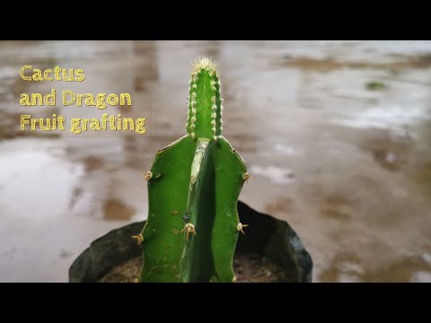 Video: Jestivi Pitahaya Kaktus. Poznanstvo