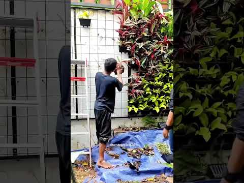 Video: Berkebun vertikal DIY: fitur, rekomendasi, dan ulasan