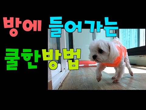 [Maltese] 294탄.말티즈 <strong>자몽이가</strong> 큰형방에 들어가는 방법