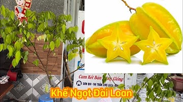Khế Ngọt Đài Loan 🇹🇼 CGTP 0909225633 - 0904072565