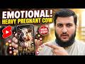 😭 HEAVY PREGNANT COW CRIED BEFORE CALVING! 💔 (Most Emotional Short Ever)